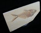 Large Diplomystus Fossil Fish #5487-2